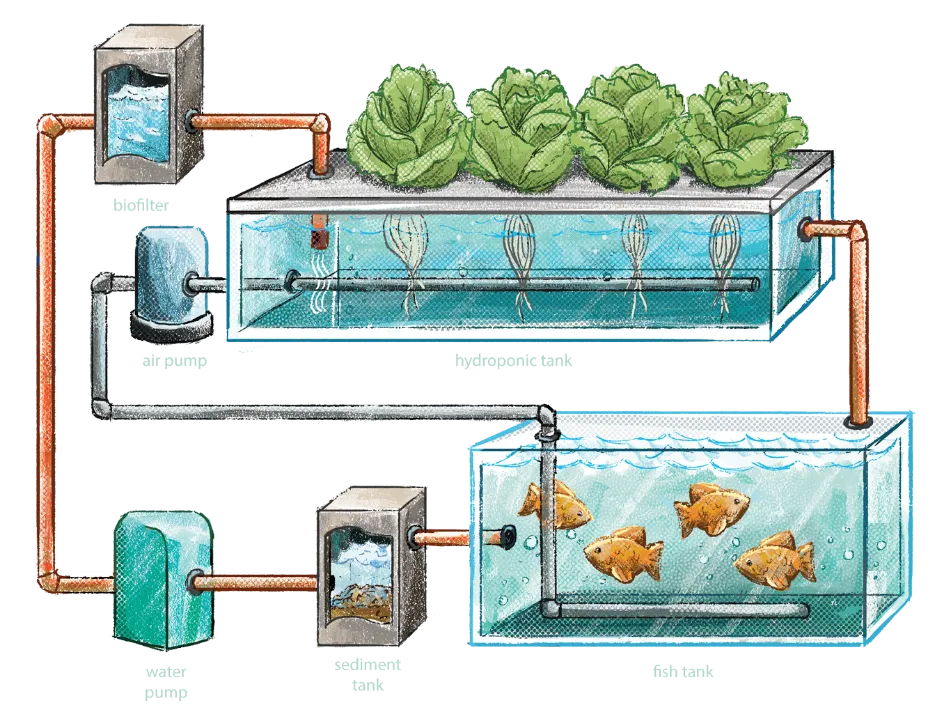 Aquaponics System Diagram